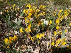 Chamaecytisus ratisbonensis