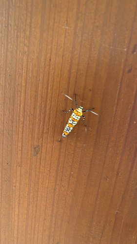 Ailanthus Webworm Moth