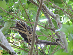 Coendou longicaudatus