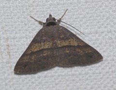 Ophyx eurrhoa