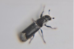 Schedlarius mexicanus
