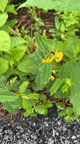 partridge pea