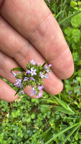 Field madder