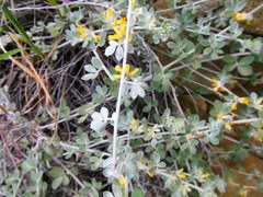 Acmispon argophyllus argophyllus