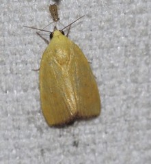 Earias luteolaria