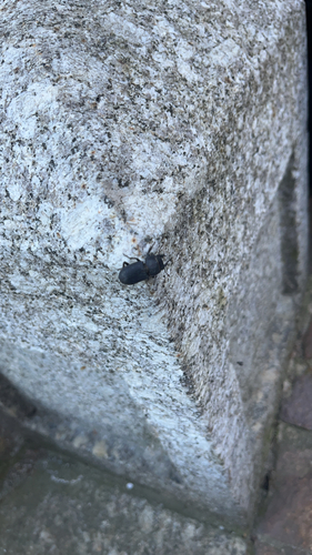 Lesser Stag Beetle