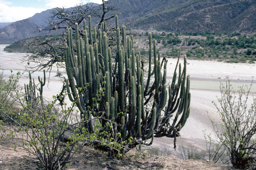 Weberbauerocereus cuzcoensis