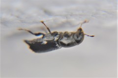 Schedlarius mexicanus