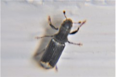 Schedlarius mexicanus