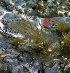 Acanthophora spicifera