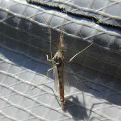 Insecta