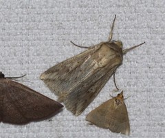 Mythimna decisissima