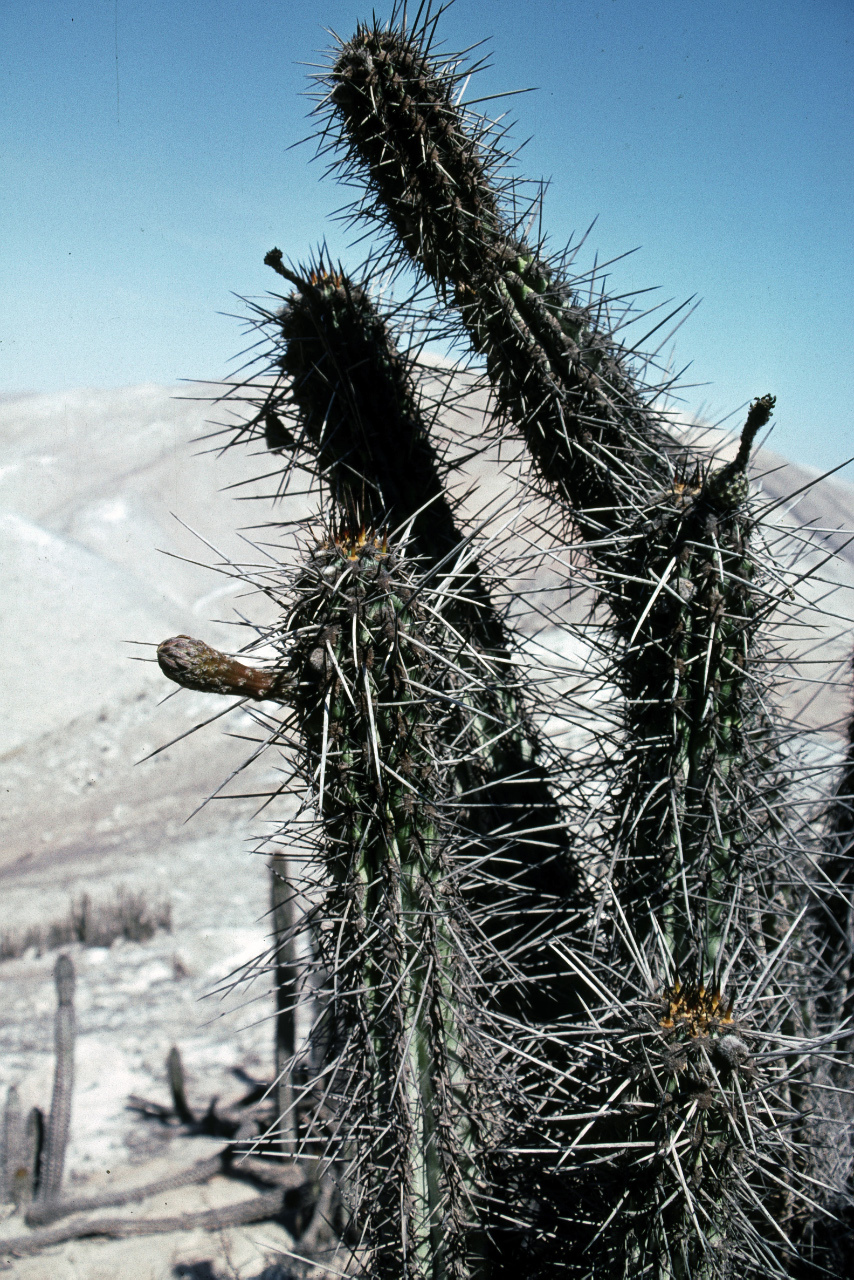 Weberbauerocereus cephalomacrostibas