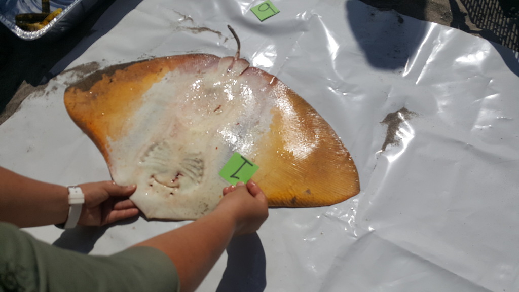 Longsnout butterfly ray (Gymnura crebripunctata) — Gymnuridae