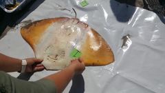 Gymnura crebripunctata