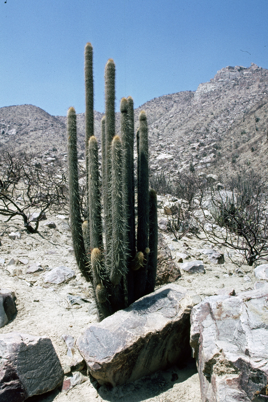 Weberbauerocereus