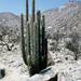 Weberbauerocereus - Photo (c) Martin Lowry, some rights reserved (CC BY-NC), uploaded by Martin Lowry