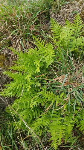 Polypodium vulgare iNat (3)