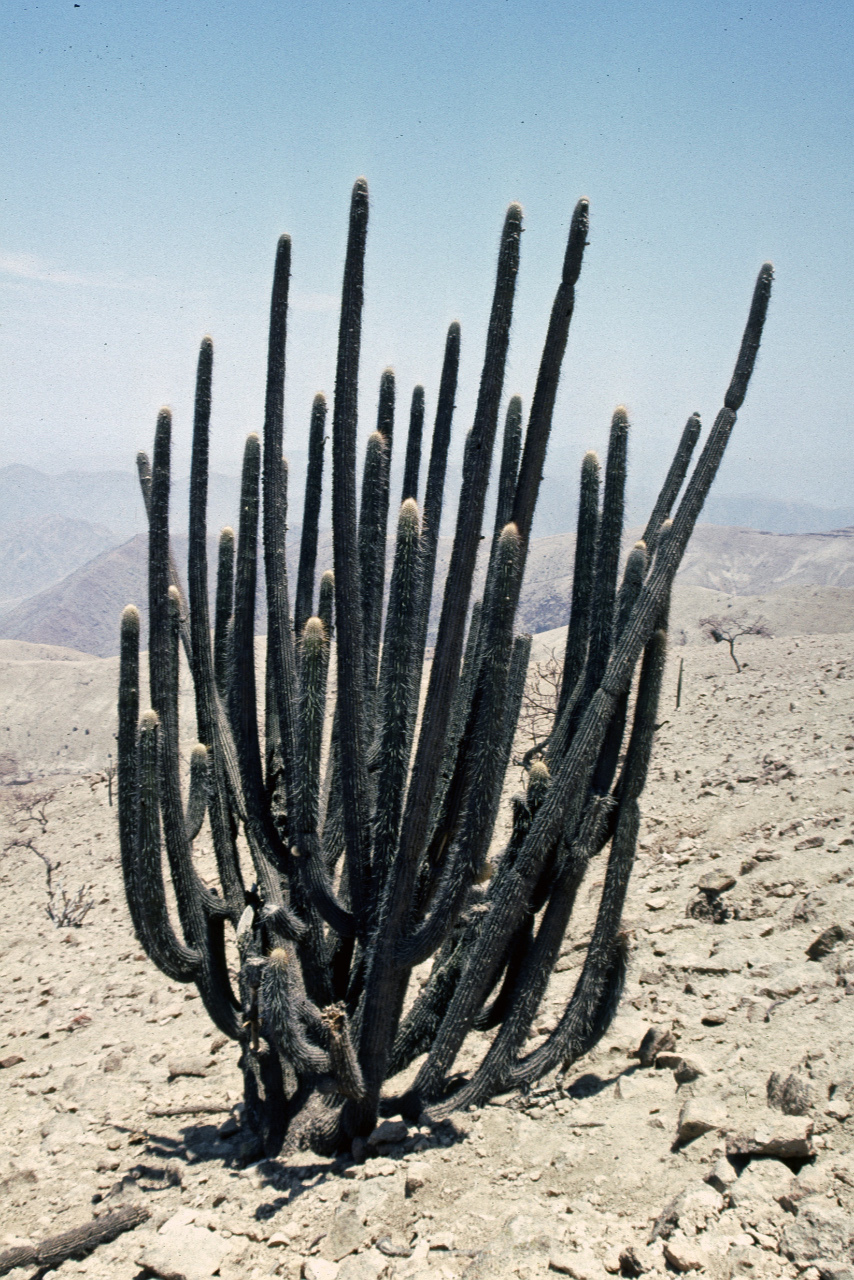 Weberbauerocereus rauhii