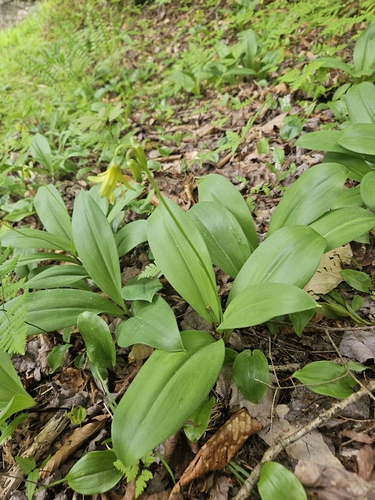 bluebead lily