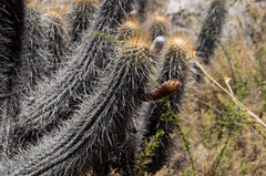 Weberbauerocereus weberbaueri