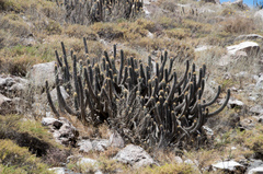 Weberbauerocereus weberbaueri