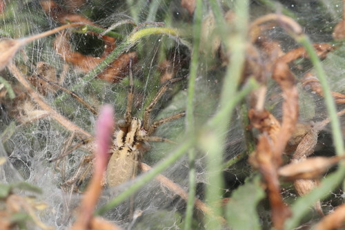 Grass Funnel-web Spiders