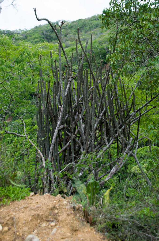 Weberbauerocereus madidiensis