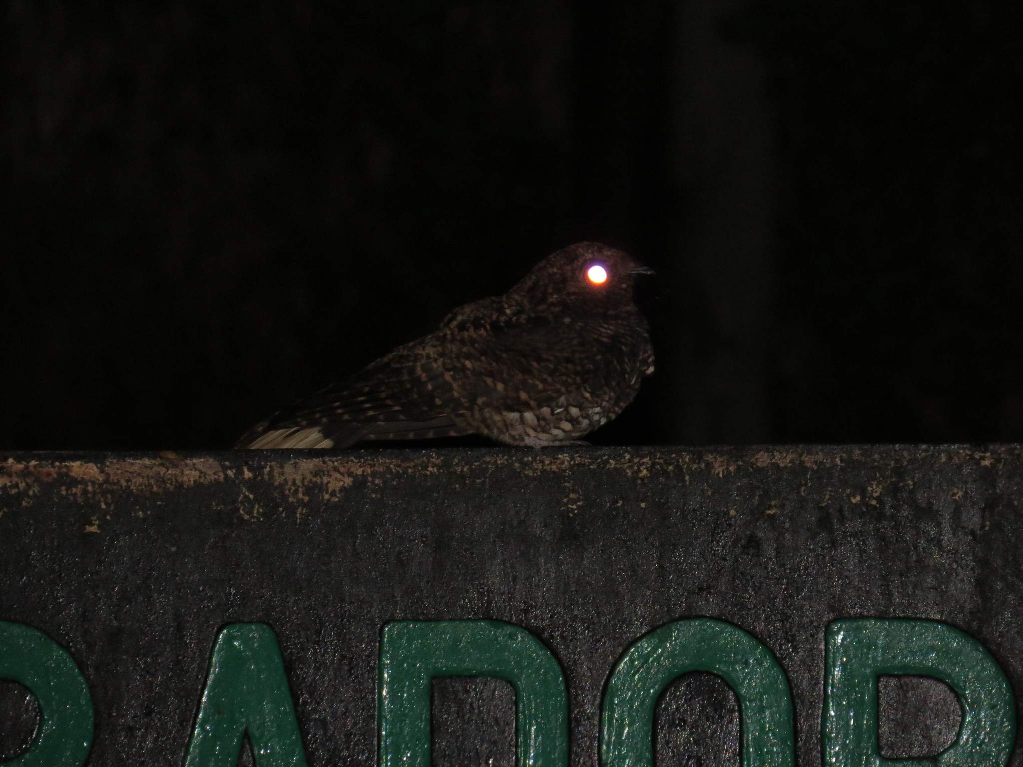 Dusky Nightjar (Antrostomus saturatus), photo 10