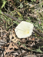 Calystegia subacaulis