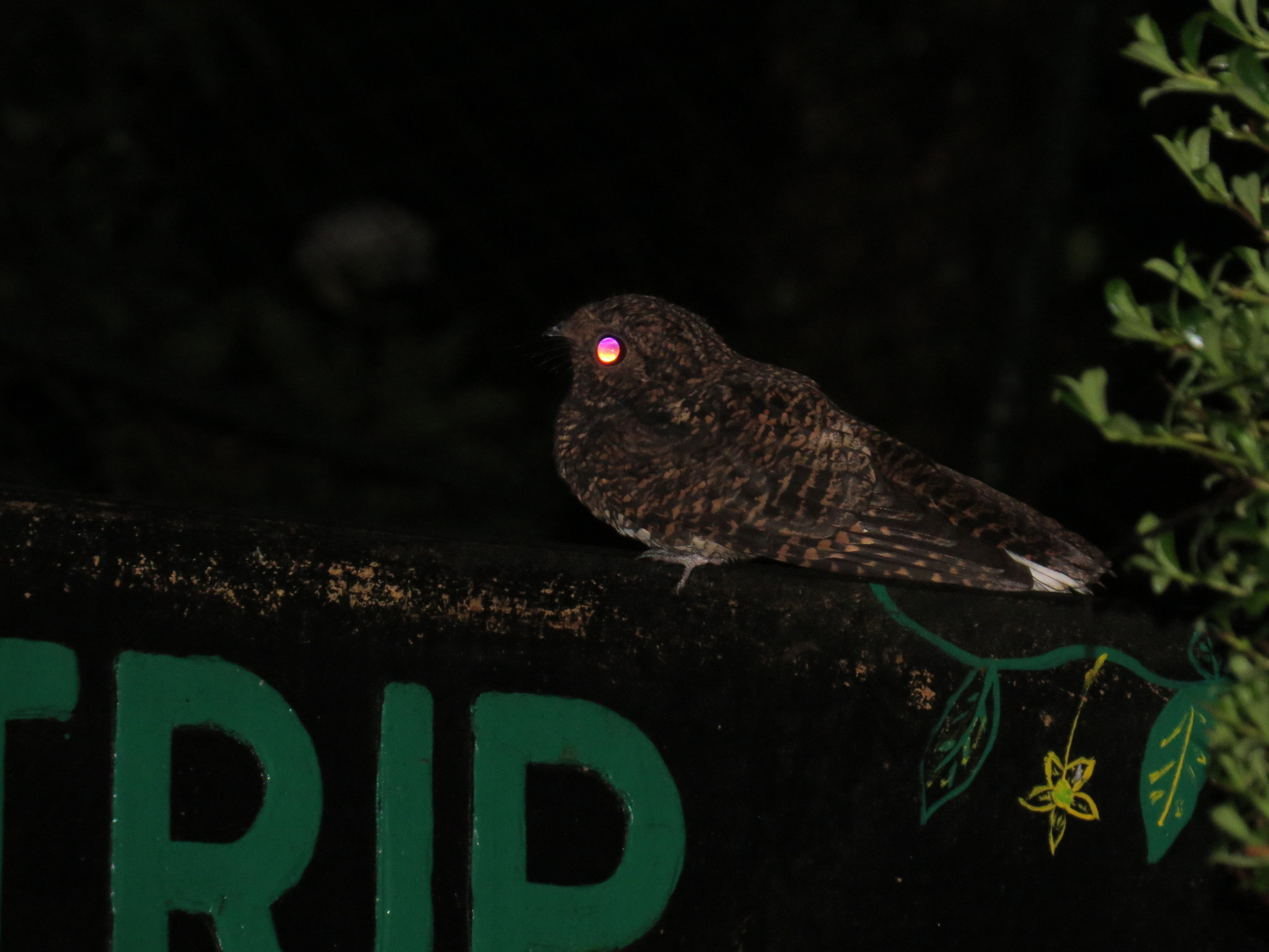Dusky Nightjar (Antrostomus saturatus), photo 9