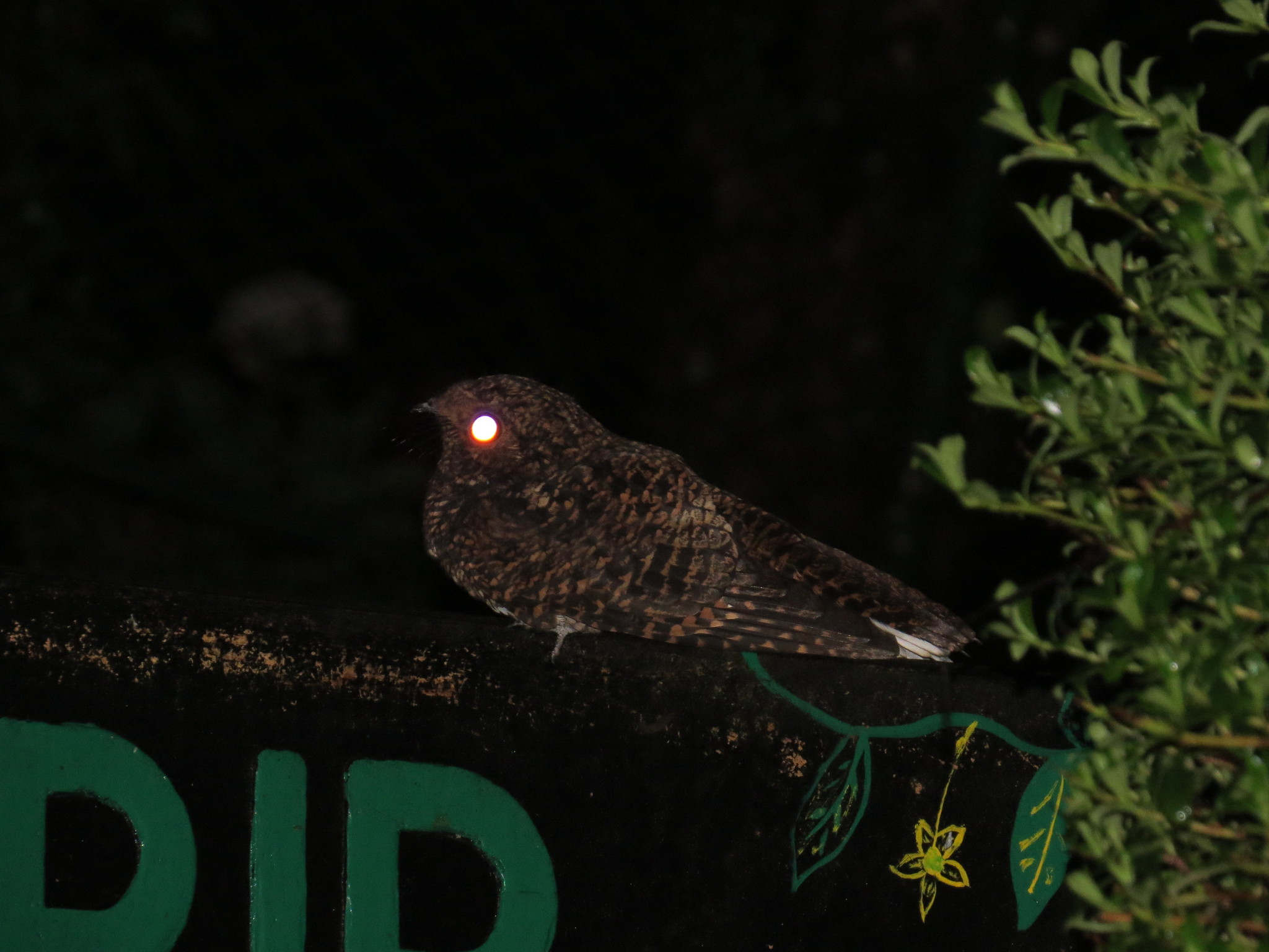 Dusky Nightjar (Antrostomus saturatus), photo 8