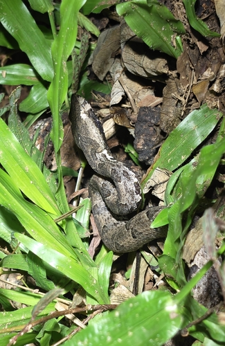 Hump-nosed Viper