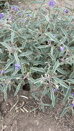 silverleaf nightshade