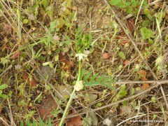Vicia lutea