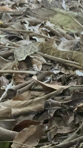 Wagler's Snake