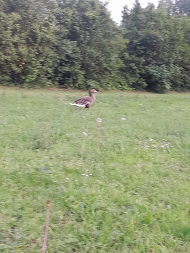 Greylag Goose
