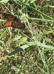 Asclepias linearis