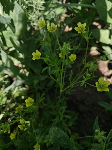 Ranunculus arvensis iNat (2)