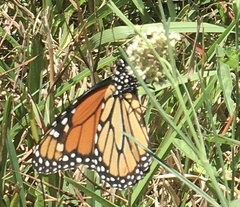 Asclepias linearis