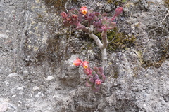 Echeveria quitensis