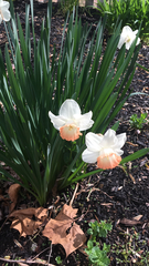 Narcissus poeticus