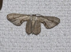 Phazaca stolida