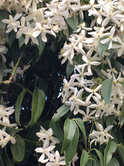 Clematis armandii