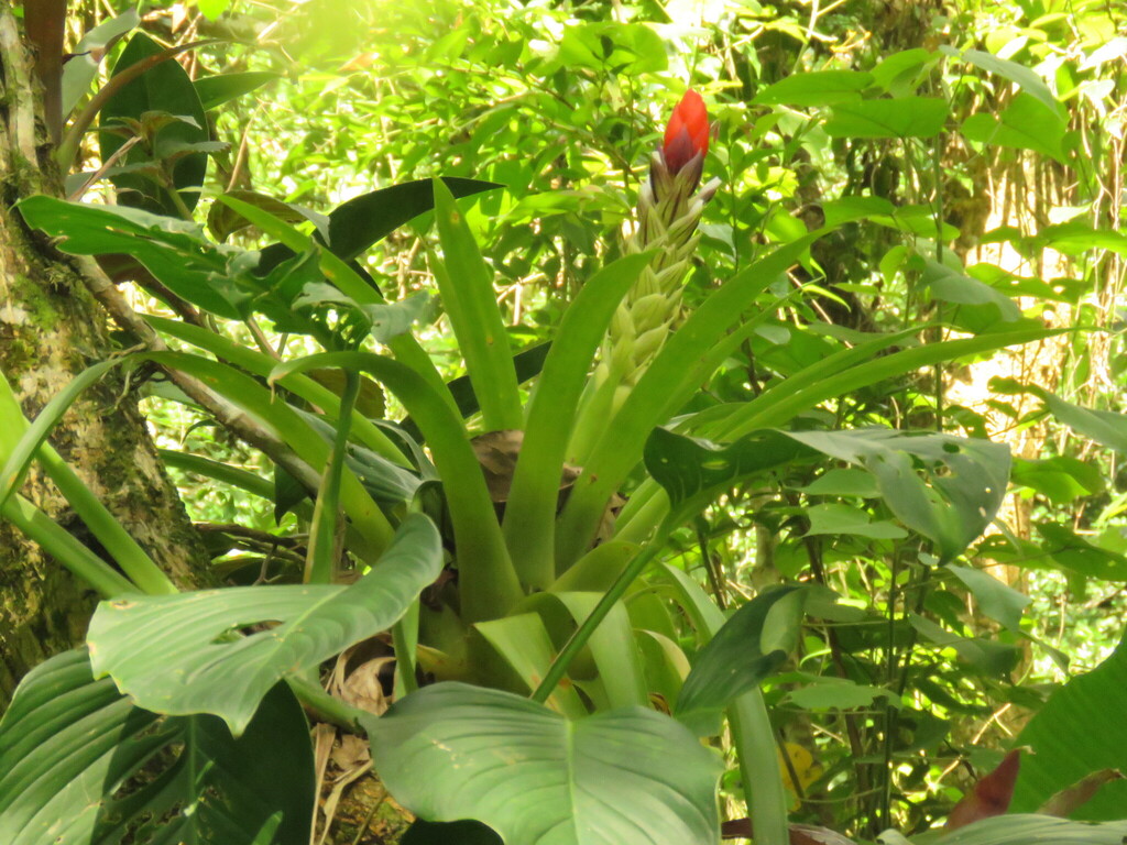 Guzmania monostachia; photograph (c) Barry Cottam, some rights reserved (CC BY)
