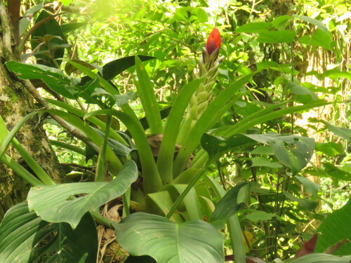 Guzmania monostachia