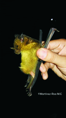 Phyllostomus discolor