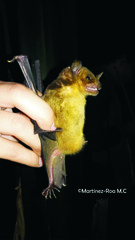 Phyllostomus discolor