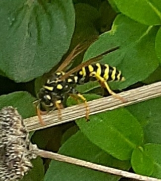 European Paper Wasp