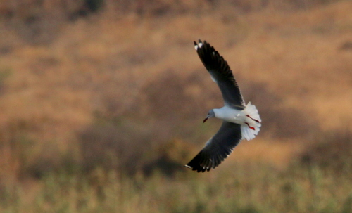 iNaturalist image